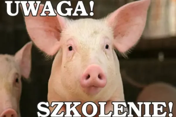 Szkolenie dla hodowców trzody chlewnej w Sławnie – obowiązkowe spotkanie w sprawie ASF