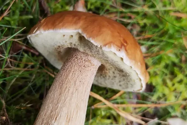 Grzybobranie z edukacją przyrodniczą w Ugacie – zapisy trwają