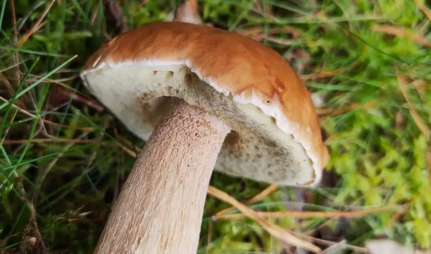 Grzybobranie z edukacją przyrodniczą w Ugacie – zapisy trwają