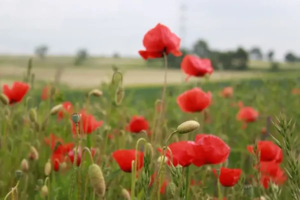 Dożynki Gminne Sławno 2026: Święto Plonów z Mazowszem i Wspaniałą Atmosferą
